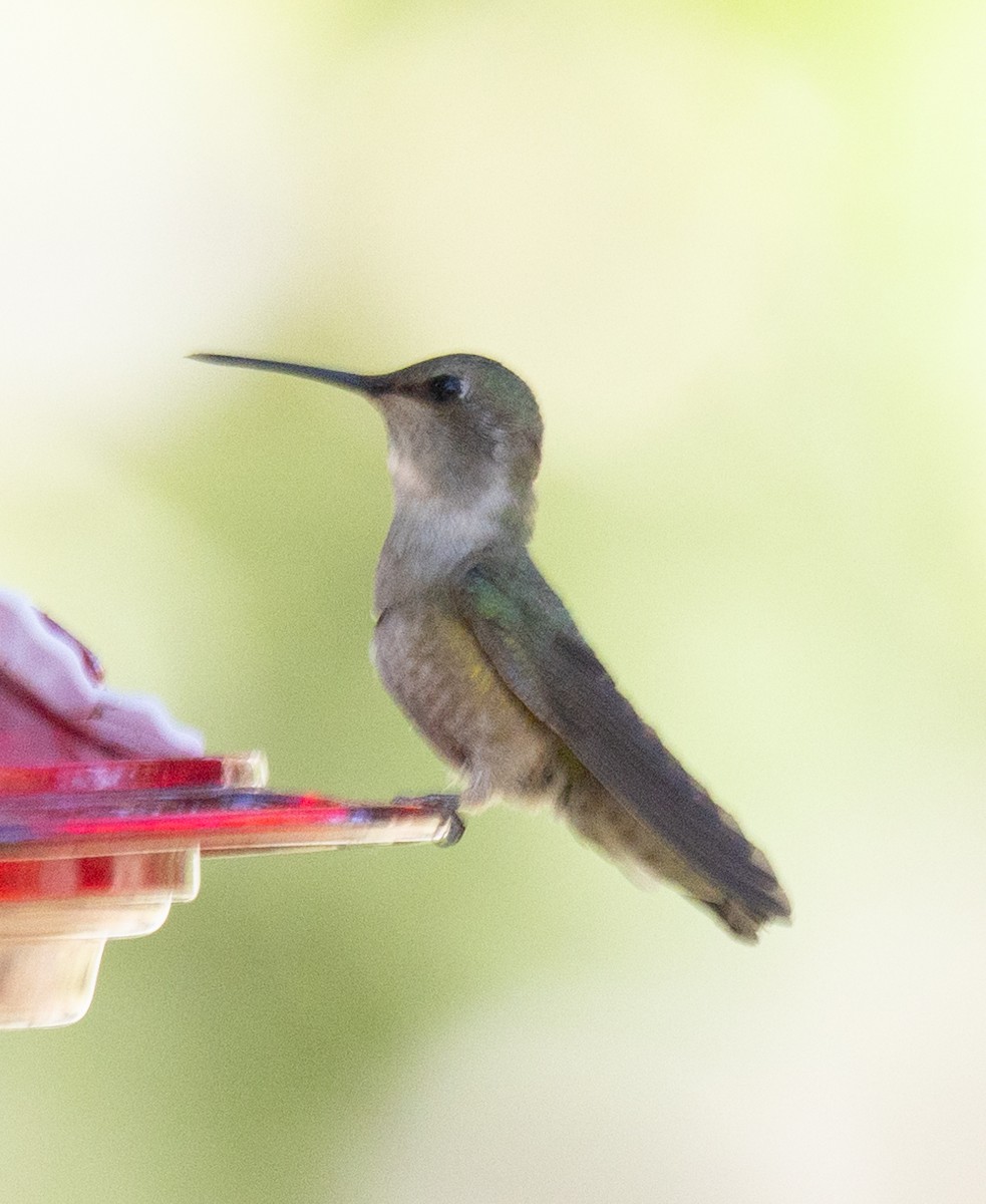 Black-chinned Hummingbird - ML618616339