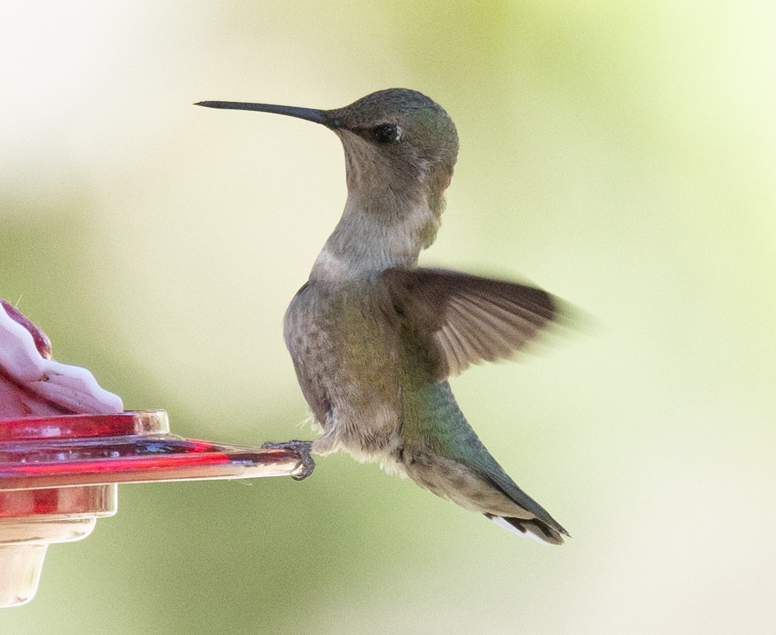Black-chinned Hummingbird - ML618616340