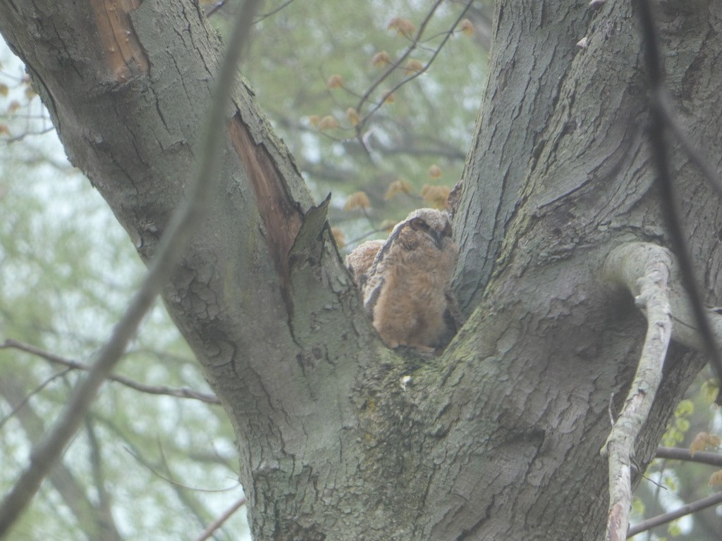 Great Horned Owl - ML618616421