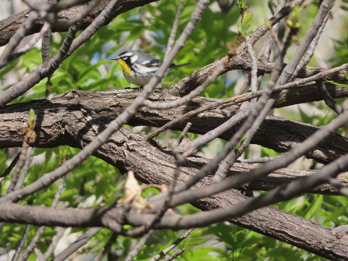 Yellow-throated Warbler - ML618616508