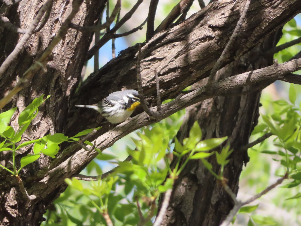 Yellow-throated Warbler - ML618616511