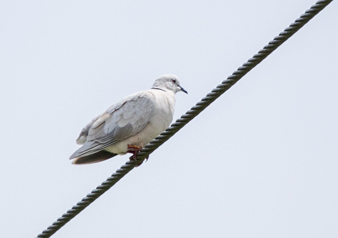 African Collared-Dove - ML618616552