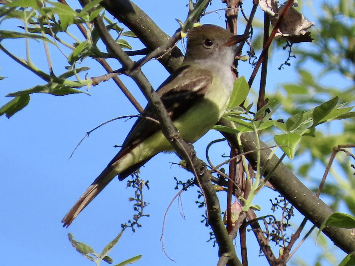 Great Crested Flycatcher - ML618616570