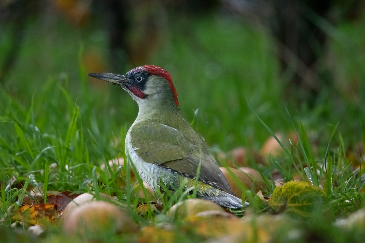 Eurasian Green Woodpecker - ML618616583