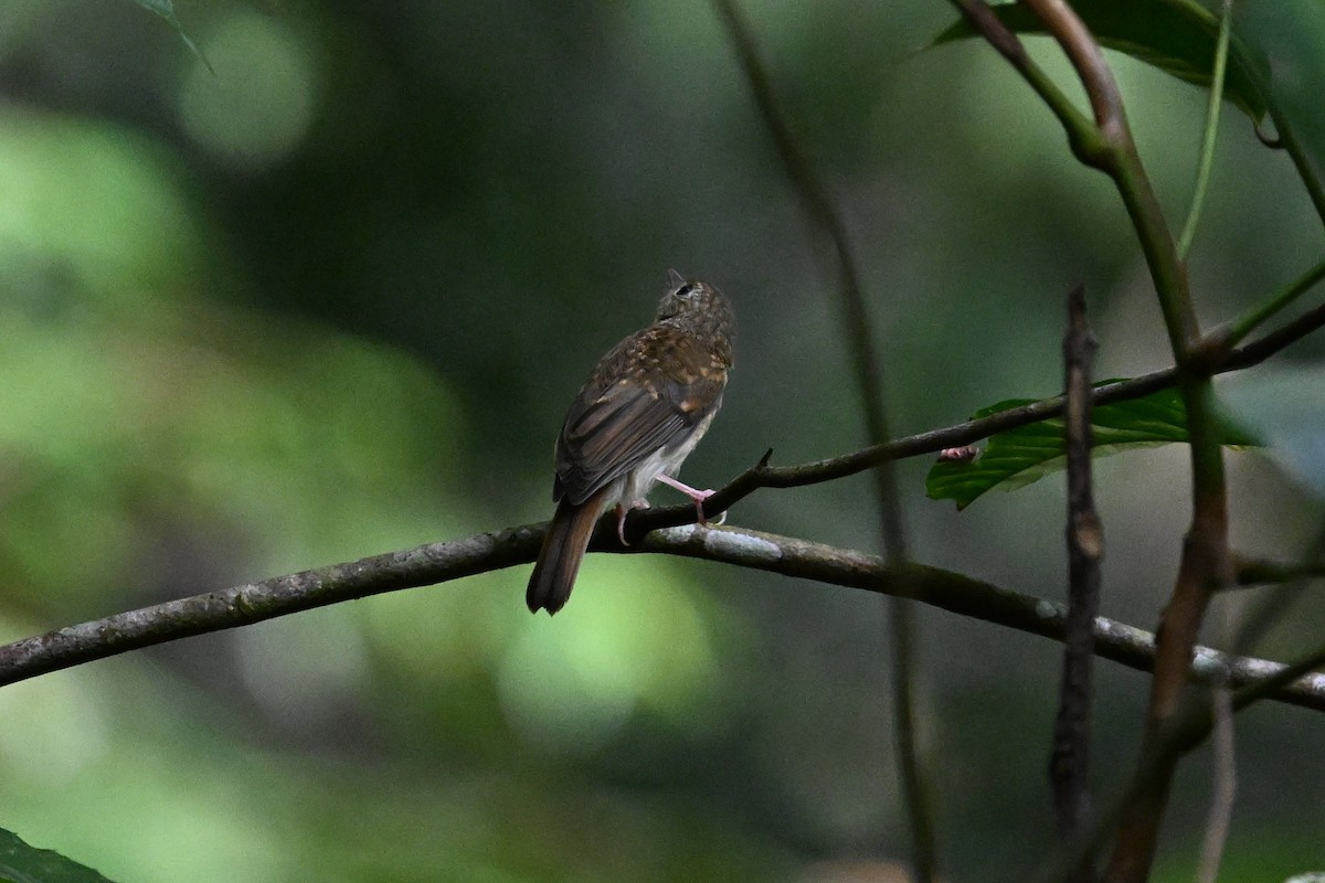Fulvous-chested Jungle Flycatcher - ML618616609