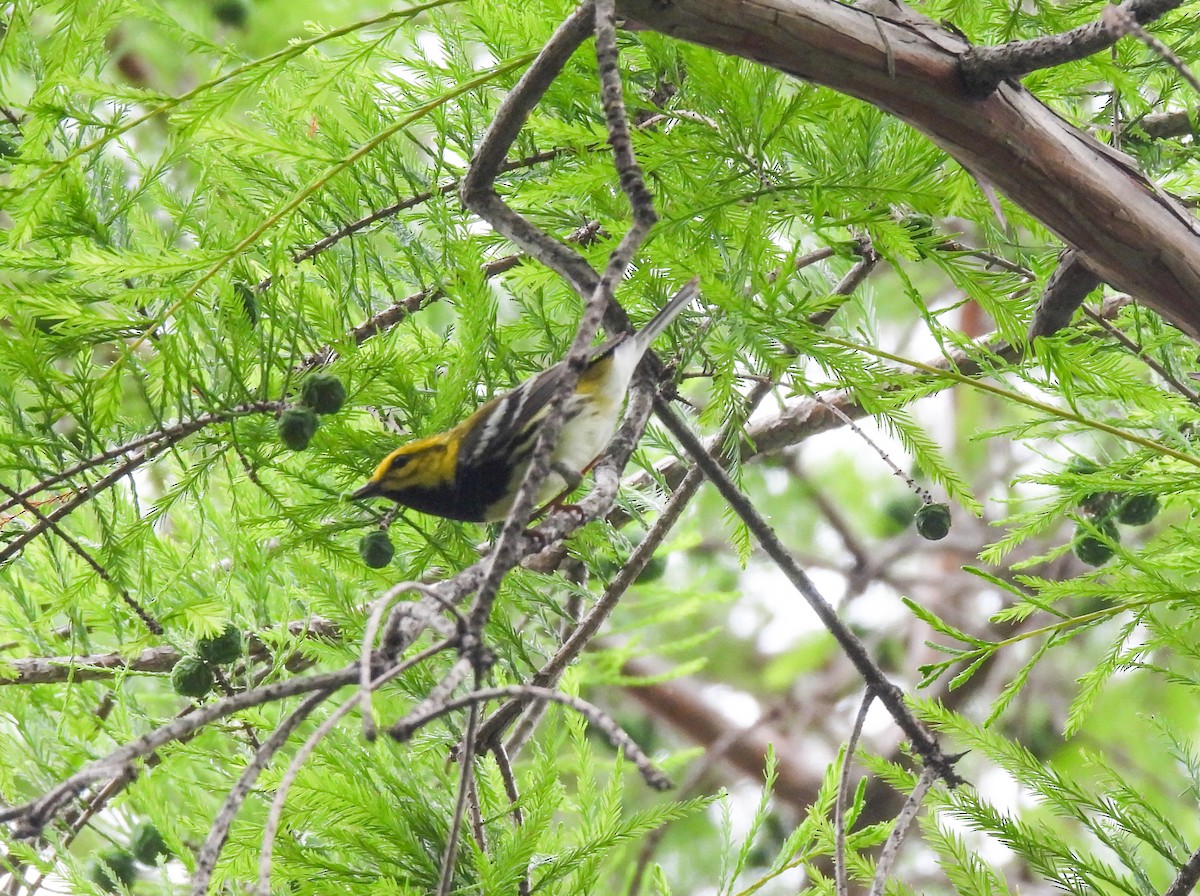Black-throated Green Warbler - ML618616619