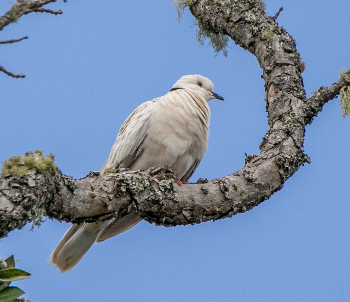 African Collared-Dove - ML618616624