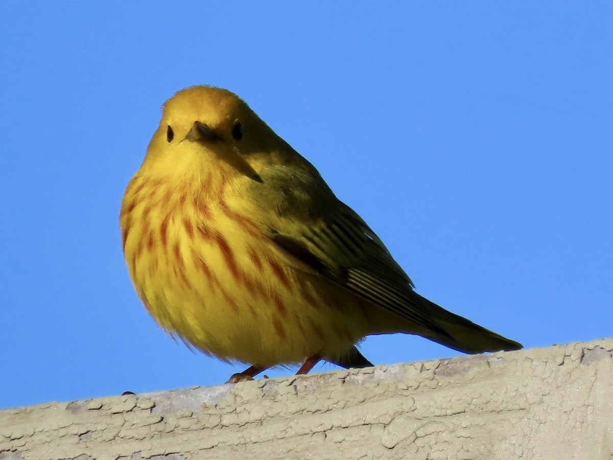 Yellow Warbler - ML618616646