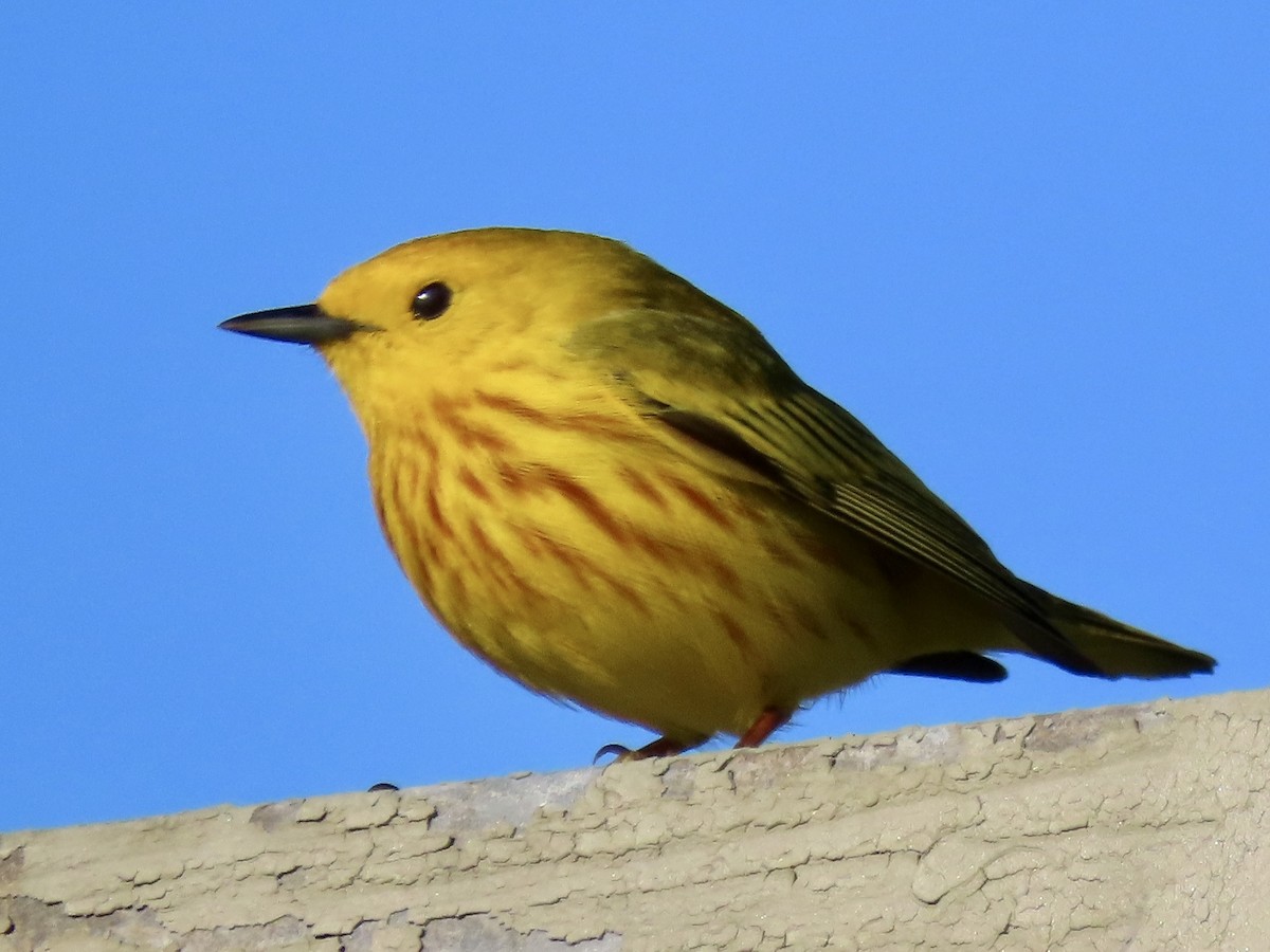 Yellow Warbler - ML618616647
