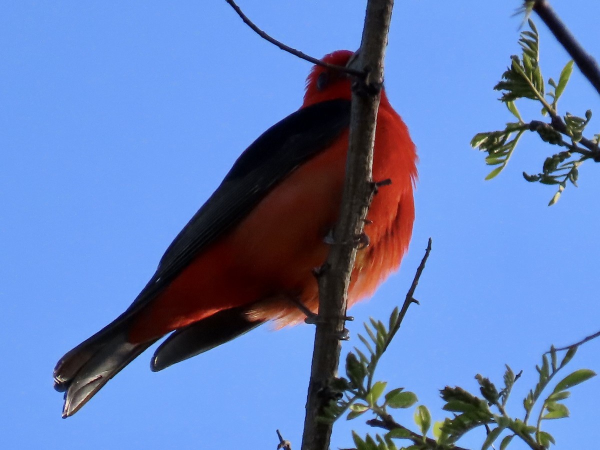 Scarlet Tanager - ML618616649