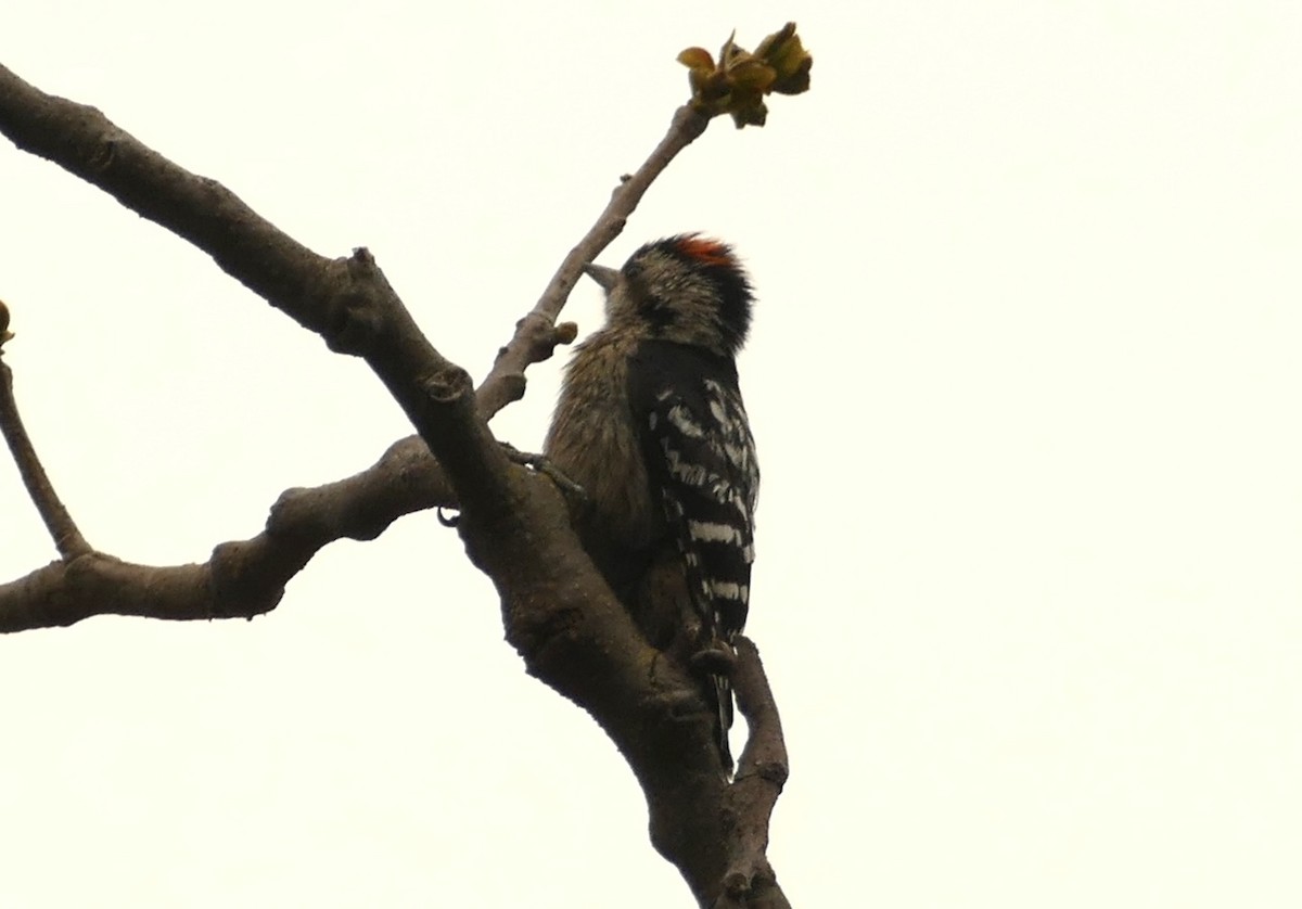 Gray-capped Pygmy Woodpecker - ML618616686