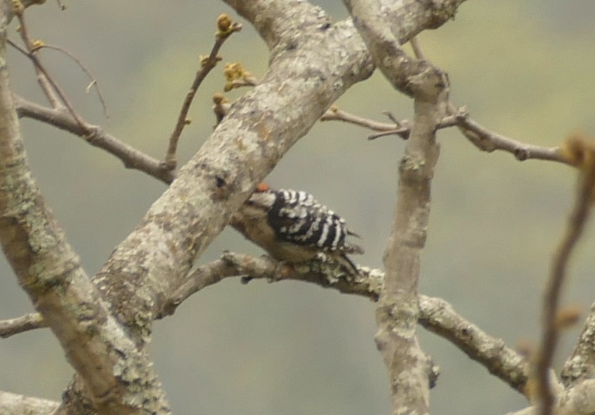 Gray-capped Pygmy Woodpecker - Jean-Paul Boerekamps