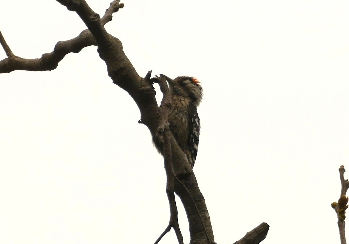 Gray-capped Pygmy Woodpecker - ML618616688