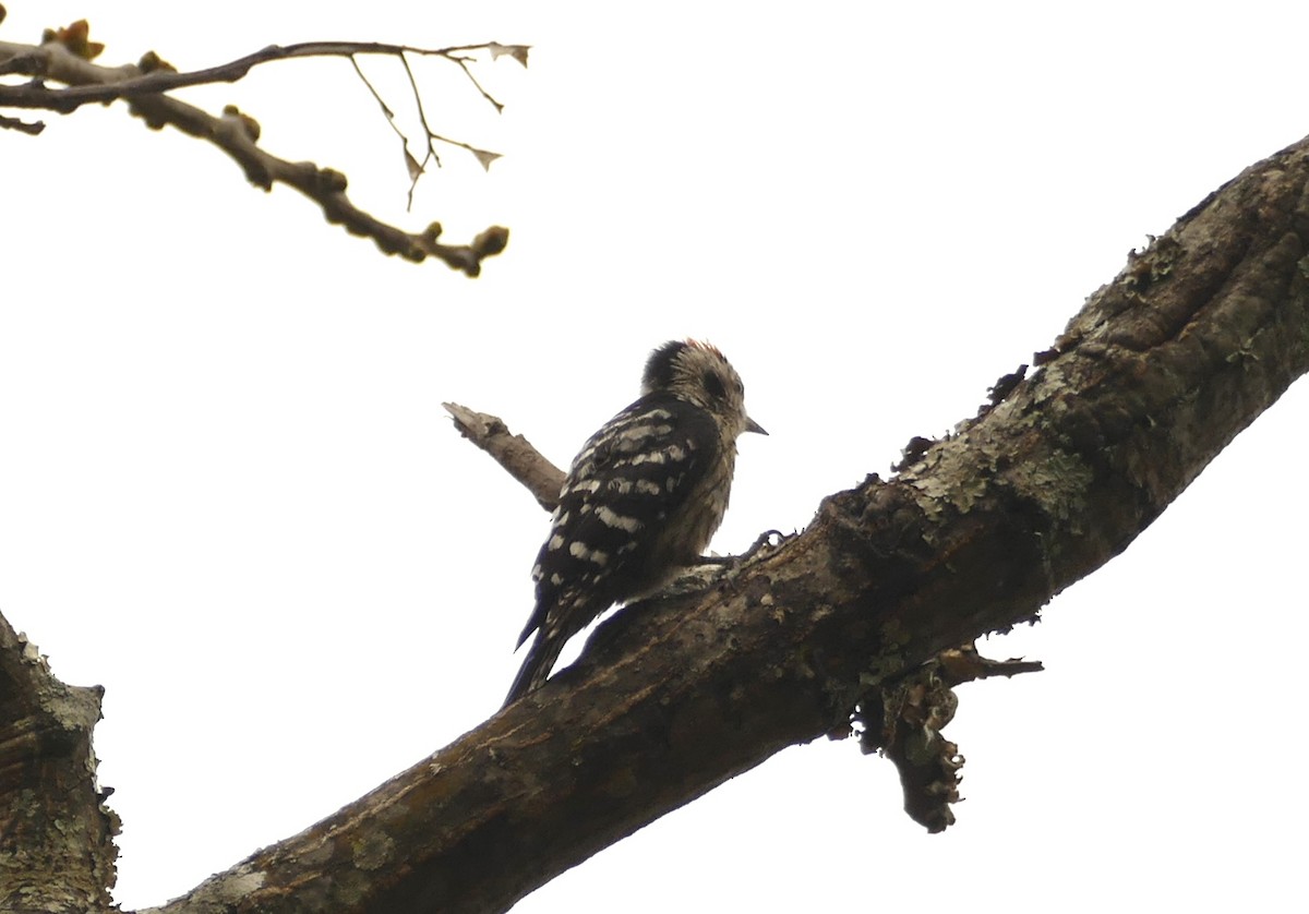 Gray-capped Pygmy Woodpecker - ML618616689