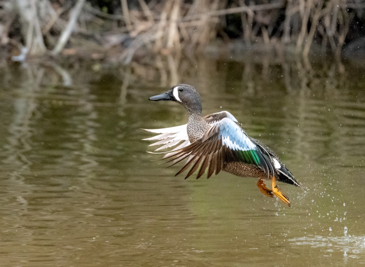 Blue-winged Teal - ML618616703