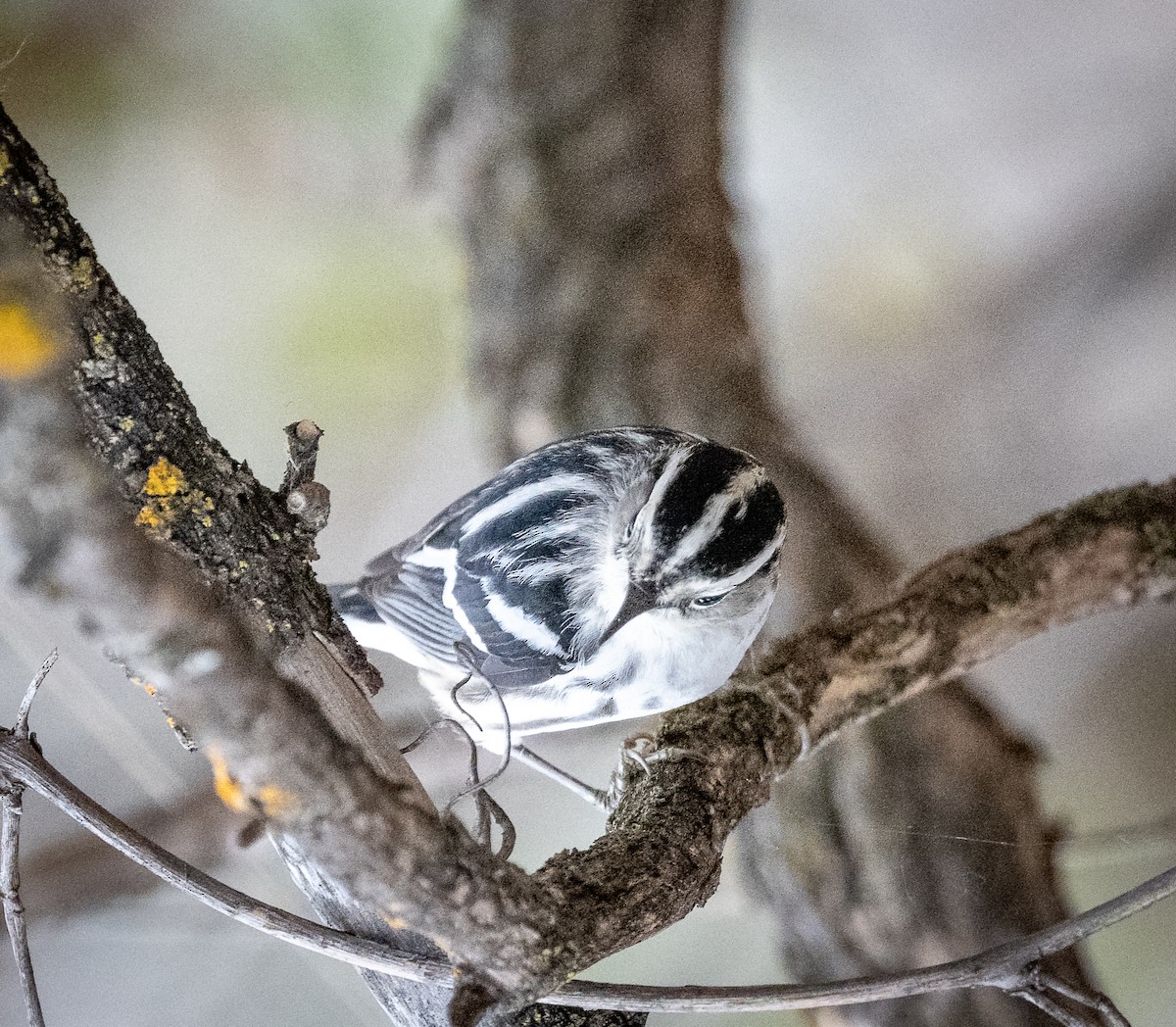 Black-and-white Warbler - ML618616731