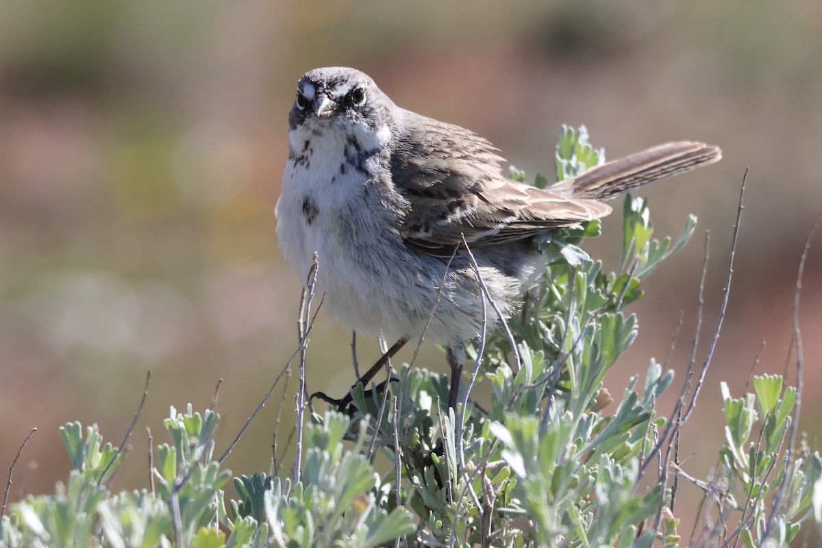 Sagebrush Sparrow - ML618616776