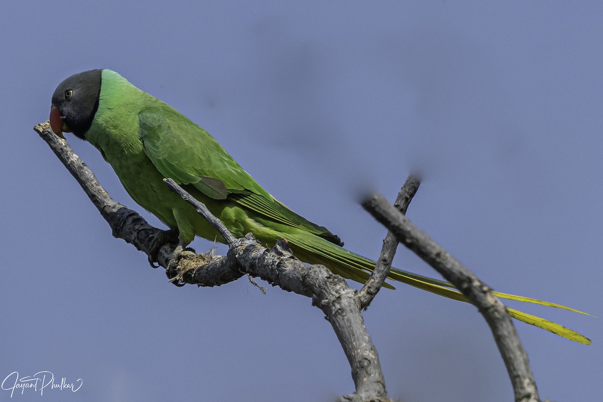 Himalaya Yeşil Papağanı - ML618616804