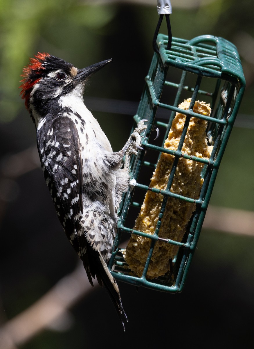 Nuttall's Woodpecker - ML618616848