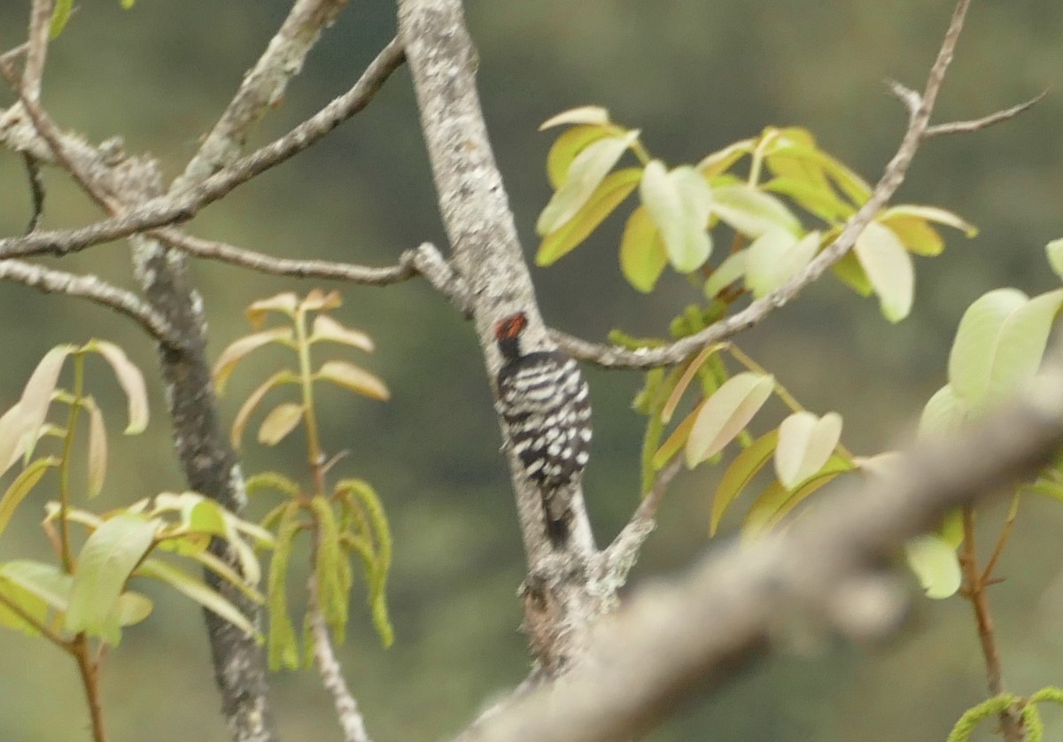 Gray-capped Pygmy Woodpecker - ML618616857