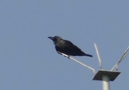 Large-billed Crow - ML618616875