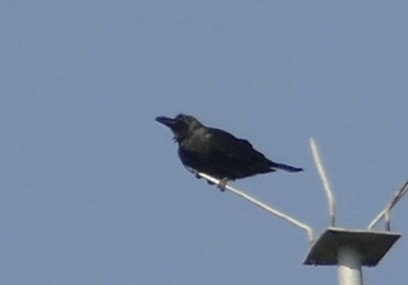 Large-billed Crow - ML618616876