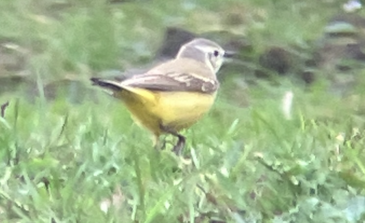 Western Yellow Wagtail (Channel Wagtail intergrade) - ML618616878