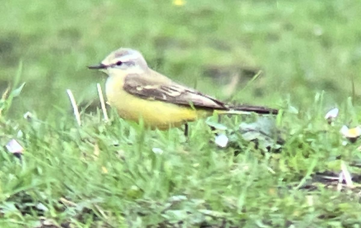 Western Yellow Wagtail (Channel Wagtail intergrade) - ML618616879