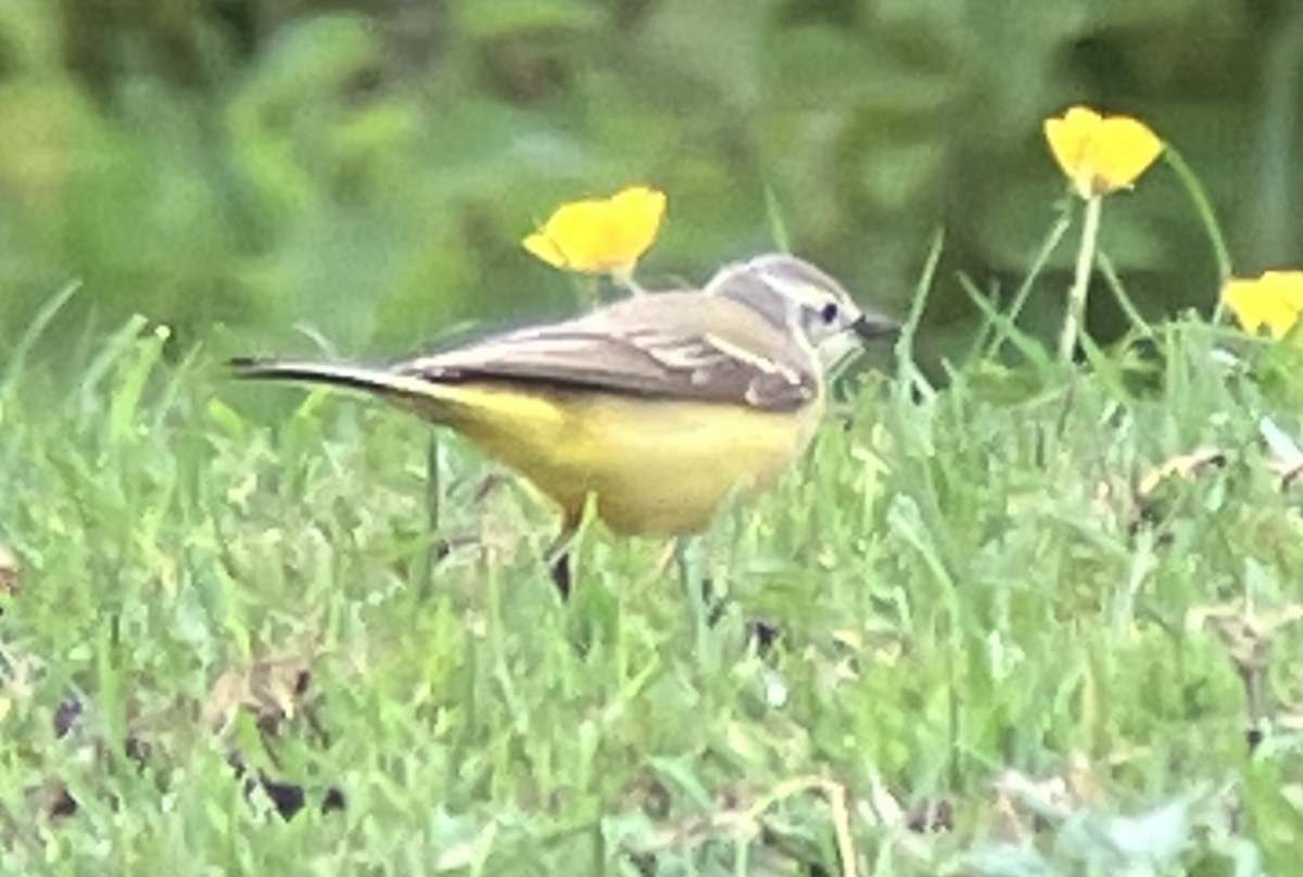 Western Yellow Wagtail (Channel Wagtail intergrade) - ML618616880