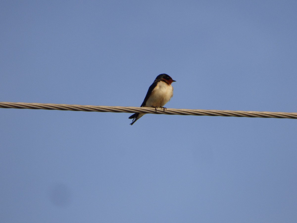 Barn Swallow (American) - ML618616890
