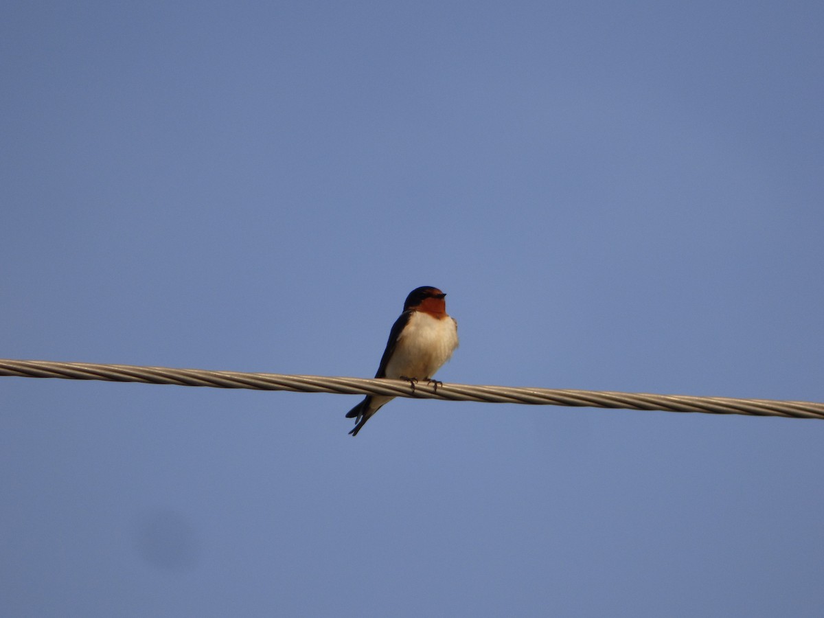 Barn Swallow (American) - ML618616891