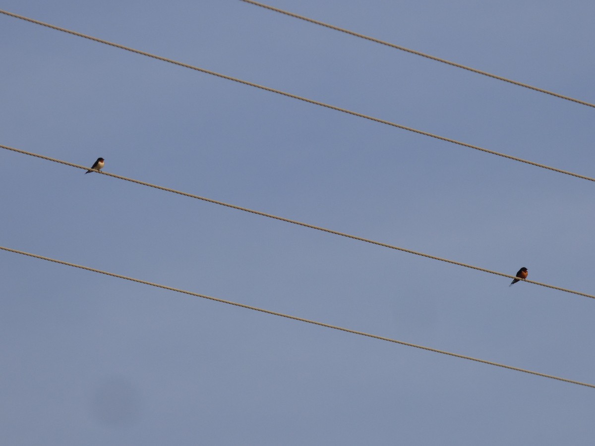 Barn Swallow (American) - ML618616894
