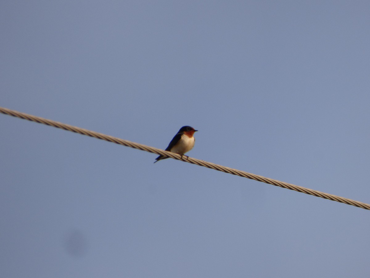 Barn Swallow (American) - ML618616895