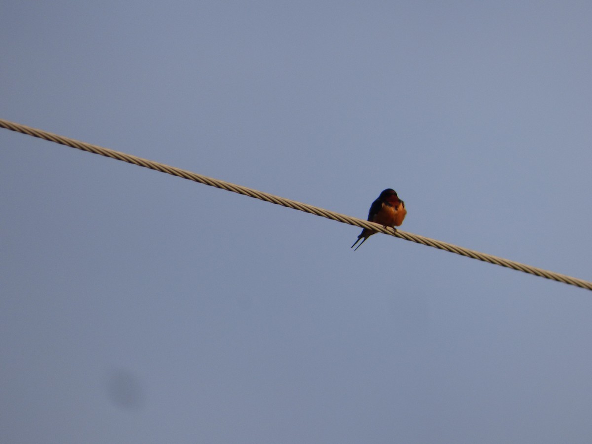 Barn Swallow (American) - ML618616896