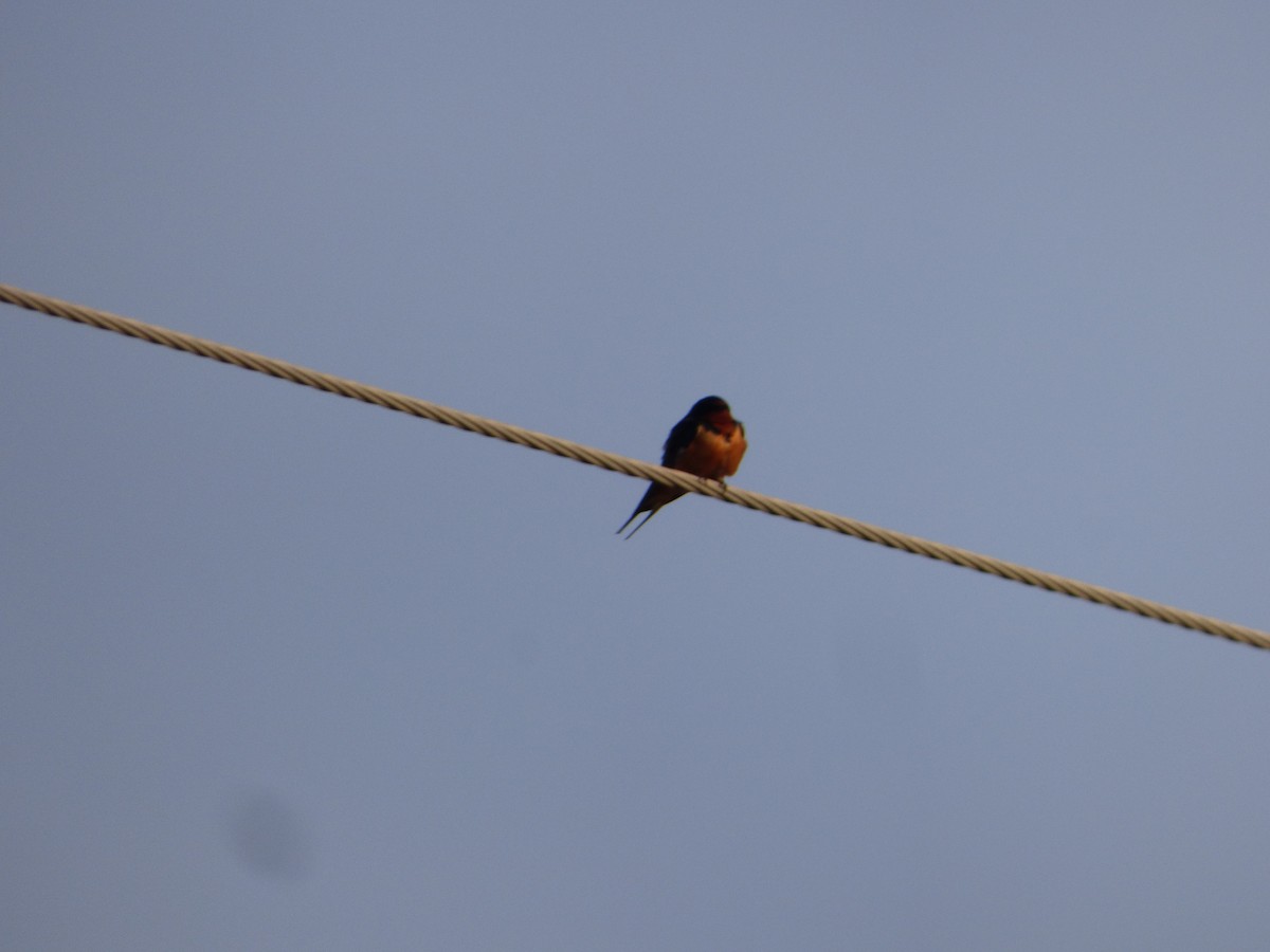 Barn Swallow (American) - ML618616897
