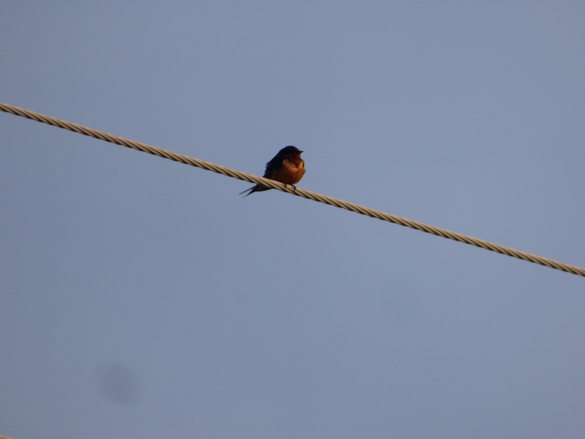 Barn Swallow (American) - ML618616898