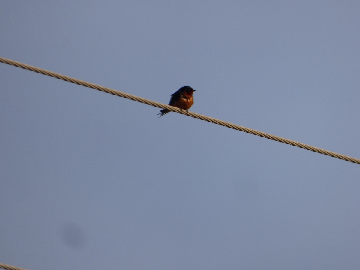 Barn Swallow (American) - ML618616899