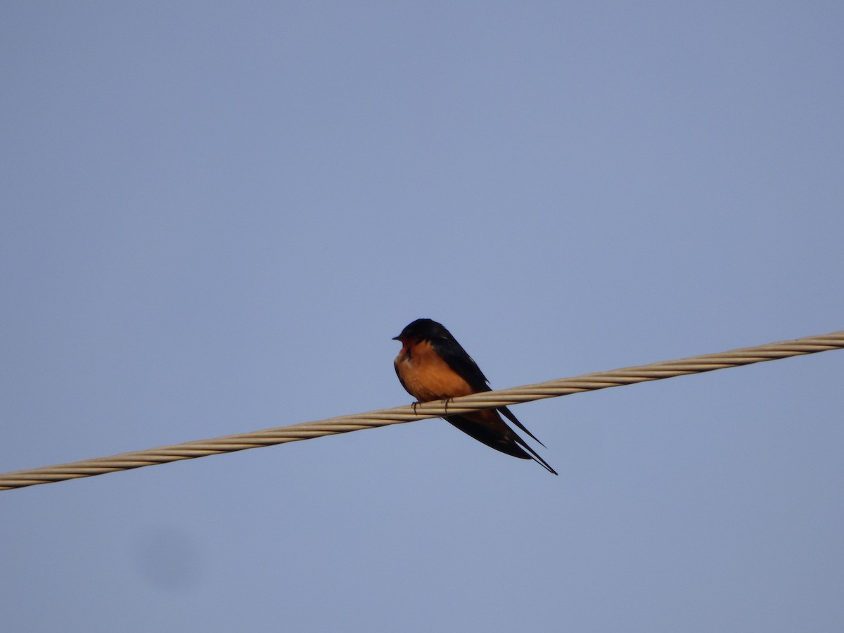Barn Swallow (American) - ML618616900