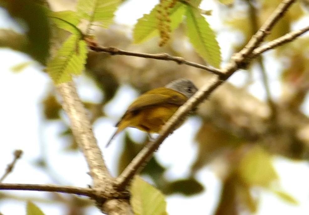 Gray-headed Canary-Flycatcher - ML618616903
