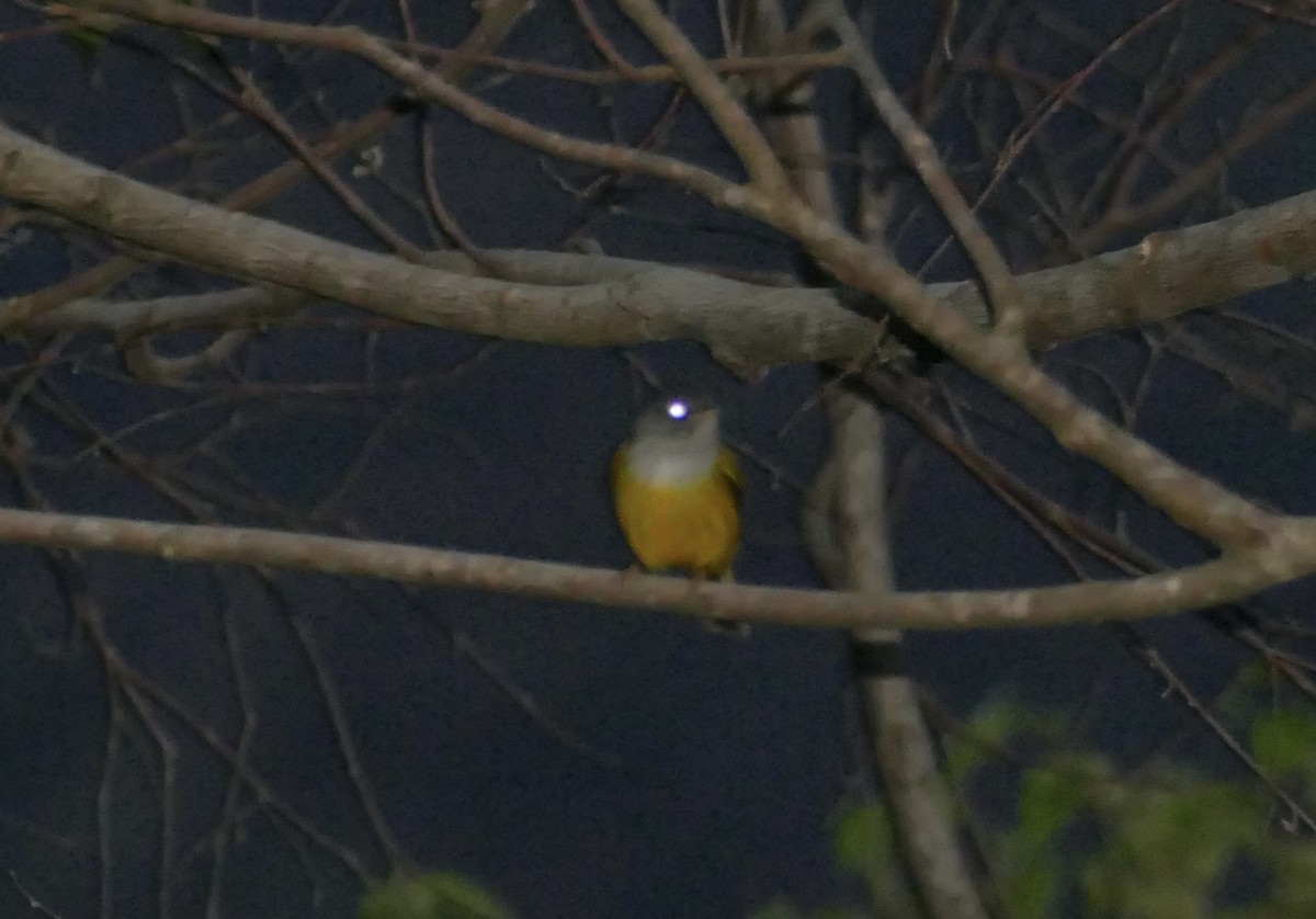 Gray-headed Canary-Flycatcher - ML618616905