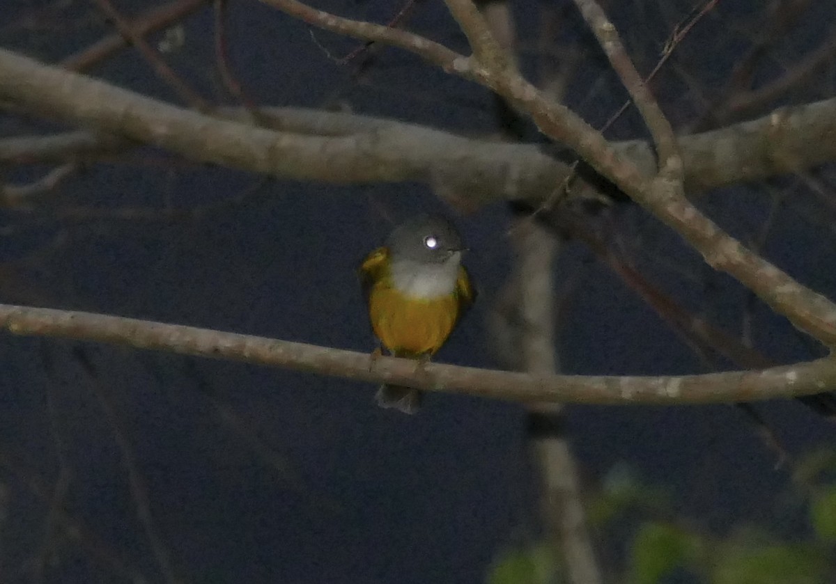 Gray-headed Canary-Flycatcher - ML618616906