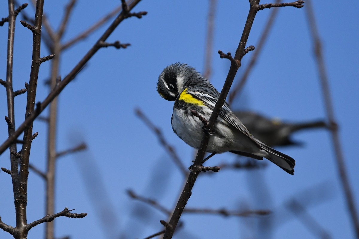 Yellow-rumped Warbler (Myrtle) - ML618616917