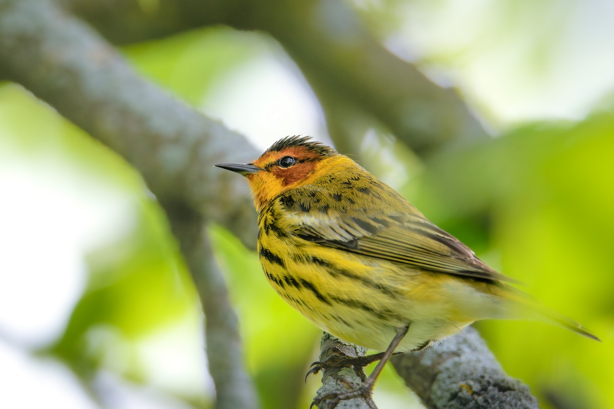 Cape May Warbler - ML618616953