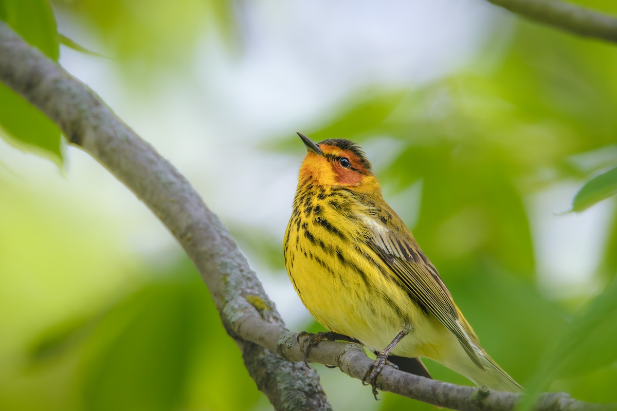 Cape May Warbler - ML618616954