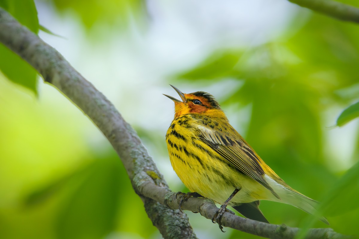 Cape May Warbler - ML618616955
