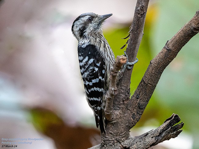 Gray-capped Pygmy Woodpecker - ML618617005