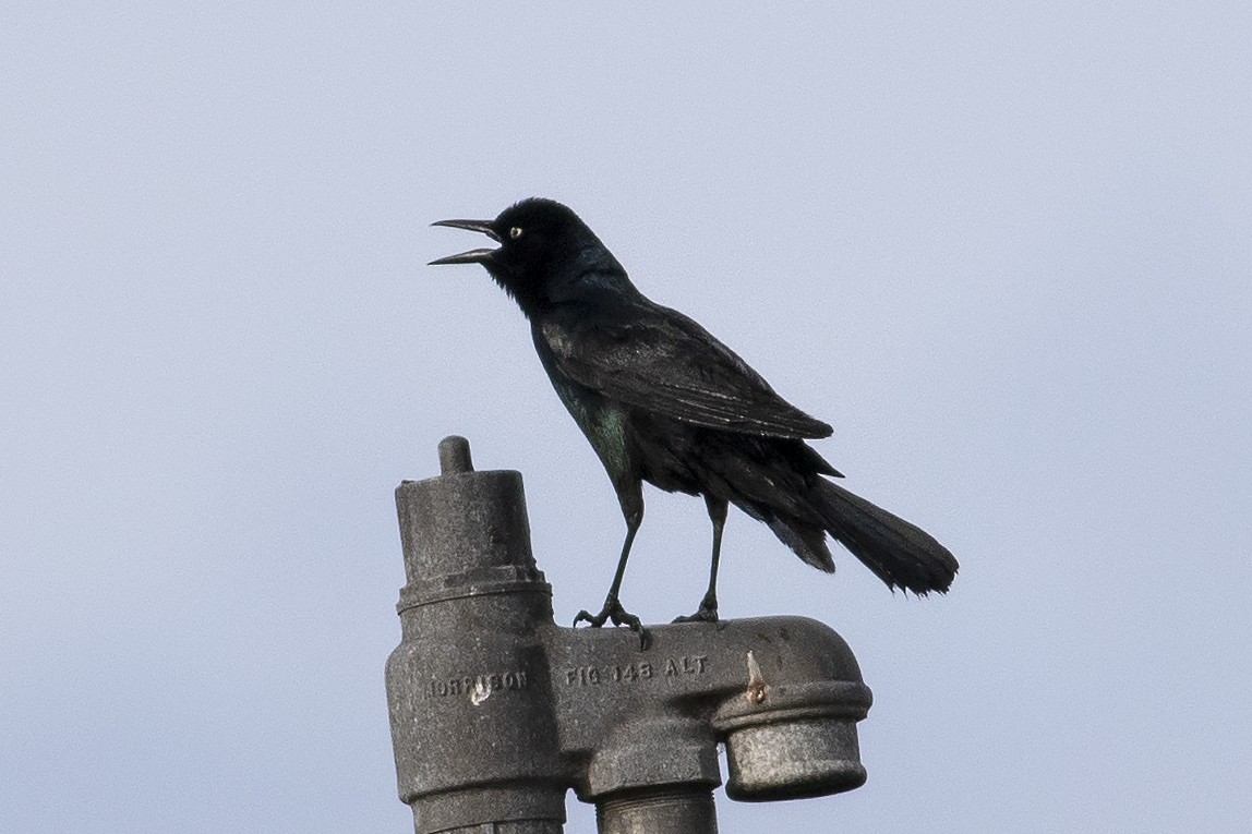 Boat-tailed Grackle - ML618617028