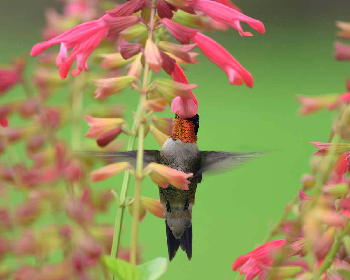 Ruby-throated Hummingbird - ML618617031