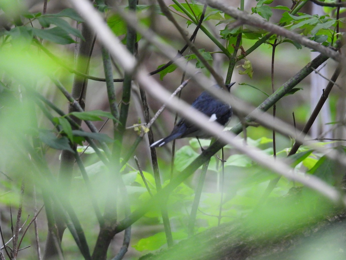 Black-throated Blue Warbler - ML618617038