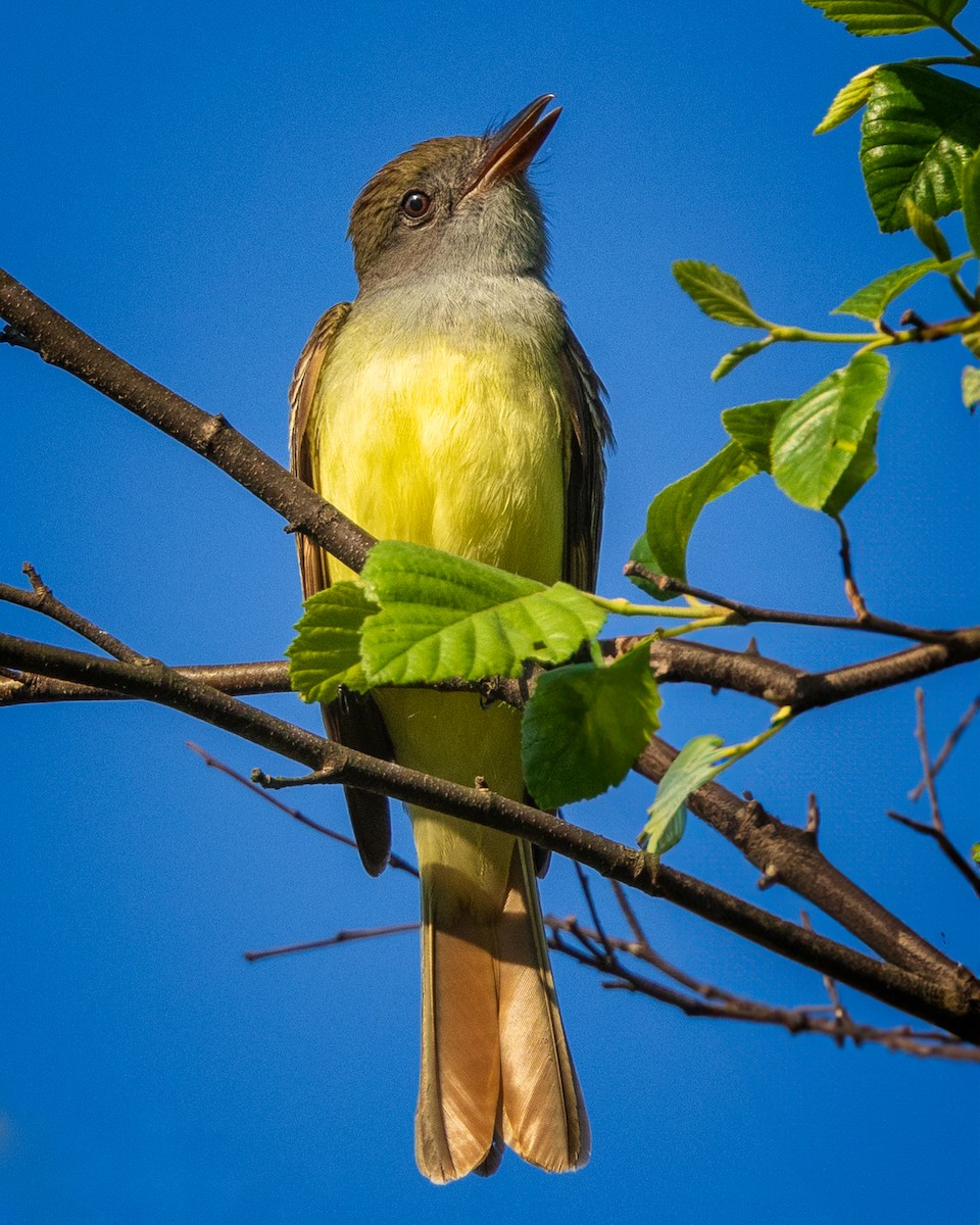 Great Crested Flycatcher - ML618617041